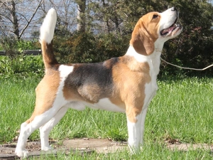 Трехцветные щенки от Gisoly Oscar Winner (Оскар) и Дар Шах Едана