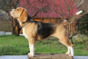 Трехцветные щенки от Gisoly Oscar Winner (Оскар) и Дар Шах Едана