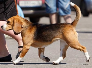 Трехцветные щенки от Gisoly Oscar Winner (Оскар) и Valsi Cherry Blossom