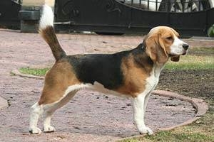 Трехцветные щенки от GISOLY JESSICA ALBA (Джессика)