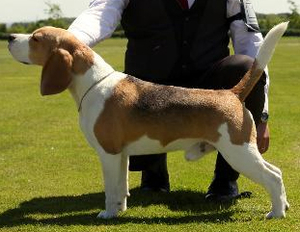 Трехцветные щенки от Ami Shegoday Ideal Jonker и Gisoly J Lo (Genya)