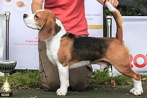 Трехцветные щенки от Bravo Vista Image of Napoleon  и Gisoly Jessica Alba (Джессика)