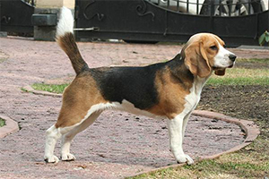 Трехцветные щенки от Bravo Vista Image of Napoleon  и Gisoly Jessica Alba (Джессика)