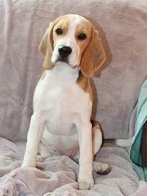 Трехцветные щенки девочки