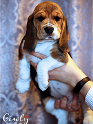 Трехцветные щенки девочки