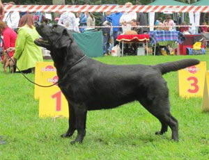 Litter "" born 22.07.2014