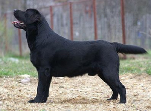 Litter "" born 02.03.2015