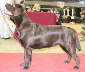 Litter "" born 02.03.2015